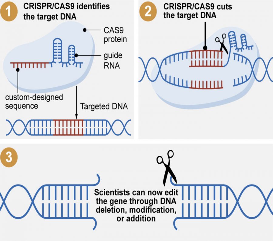 Jennifer Doudna’s CRISPR discovery.